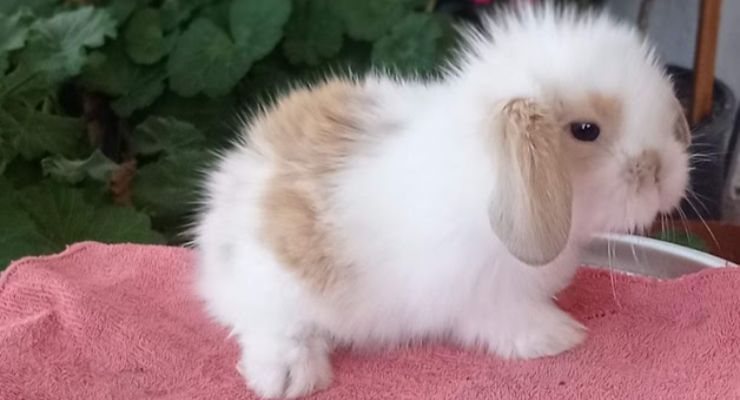 Osmaniye Hollanda Lop Tavşan